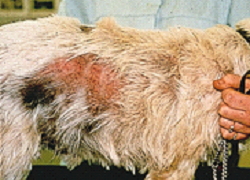 犬のノミアレルギー性皮膚炎